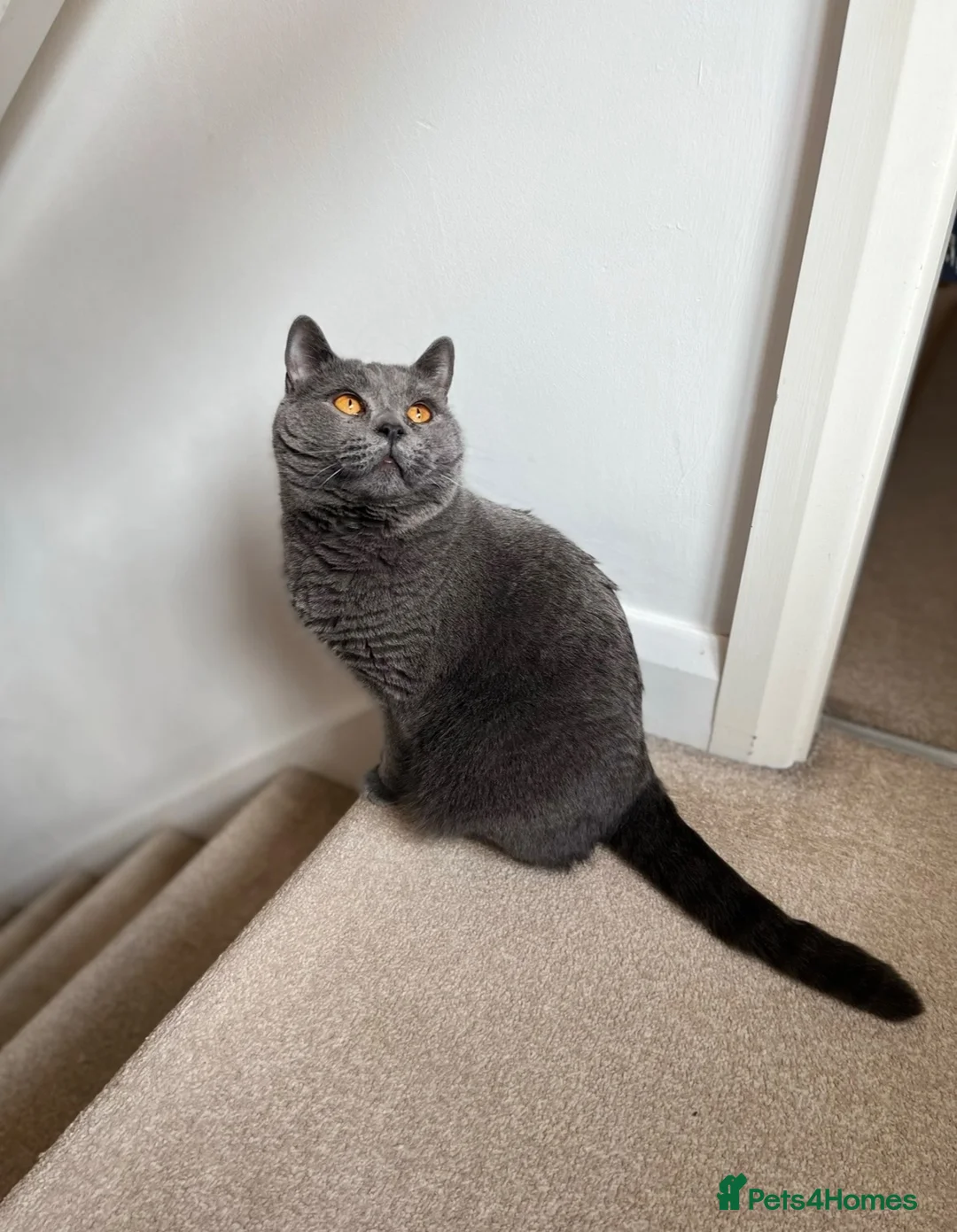 British Shorthair cats for sale: British shorthair Cat  - Advert 4