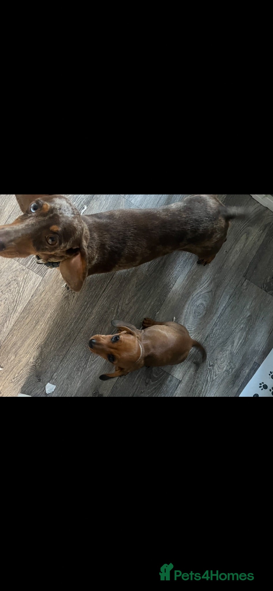 Miniature Dachshund dogs READY TO LEAVE 1 girl Miniature Dachshund  - Advert 1