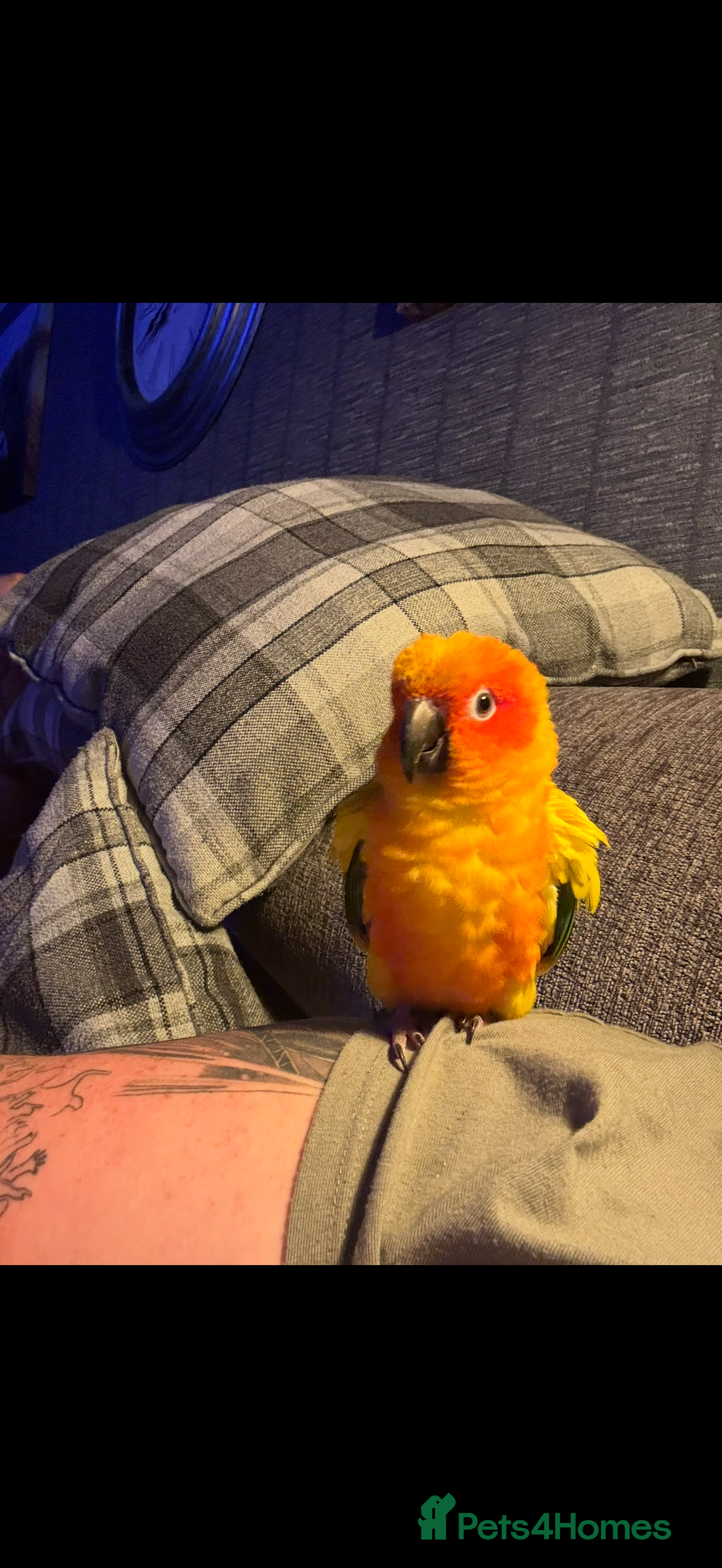 Conures birds Sun conure - Advert 6