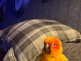 Conures birds Sun conure - Advert 6