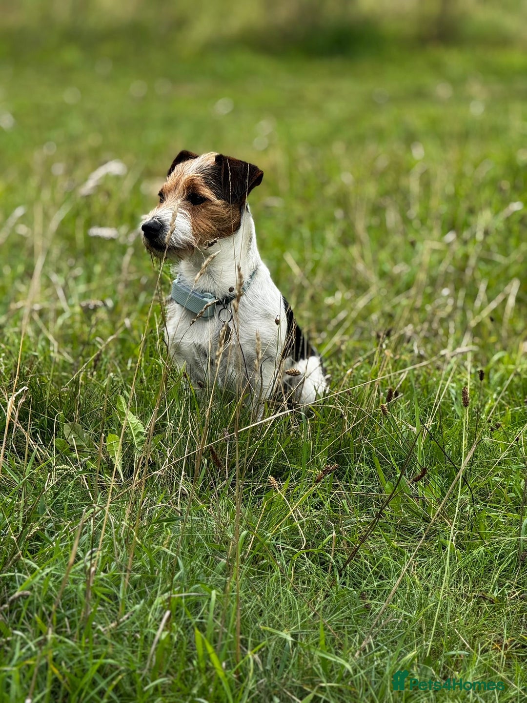 Jack Russell dogs for stud: Jack Russell Terrier Stud - Advert 4