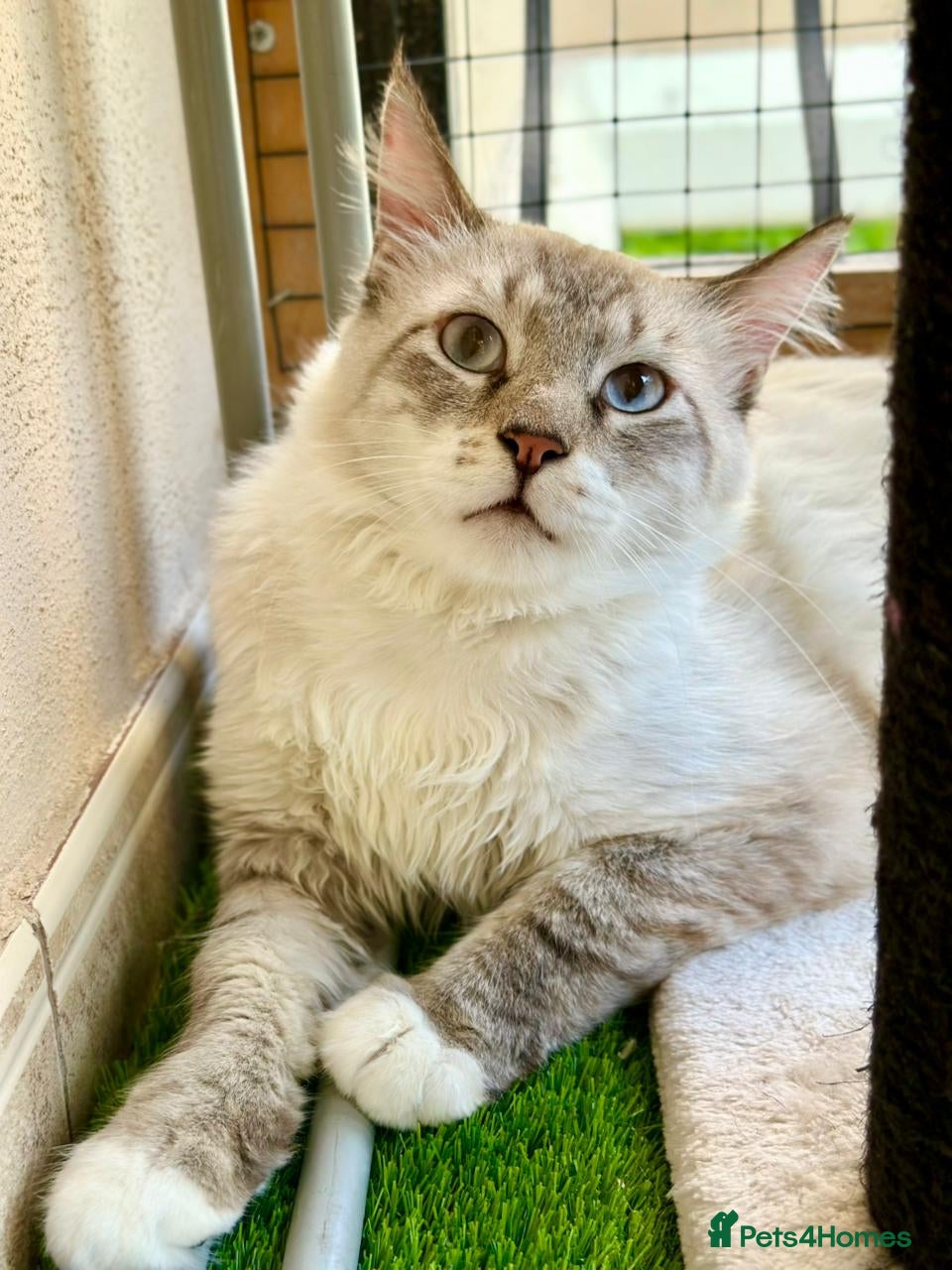 Mixed Breed cats Male Indoor Sensitive Rescue Cat for Adoption - Advert 1