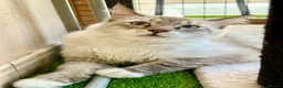 Mixed Breed cats for adoption: Male Indoor Sensitive Rescue Cat for Adoption in Carshalton - Advert 1