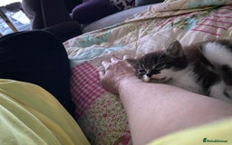 Domestic Shorthair cats for sale: Kitten  - Image 2