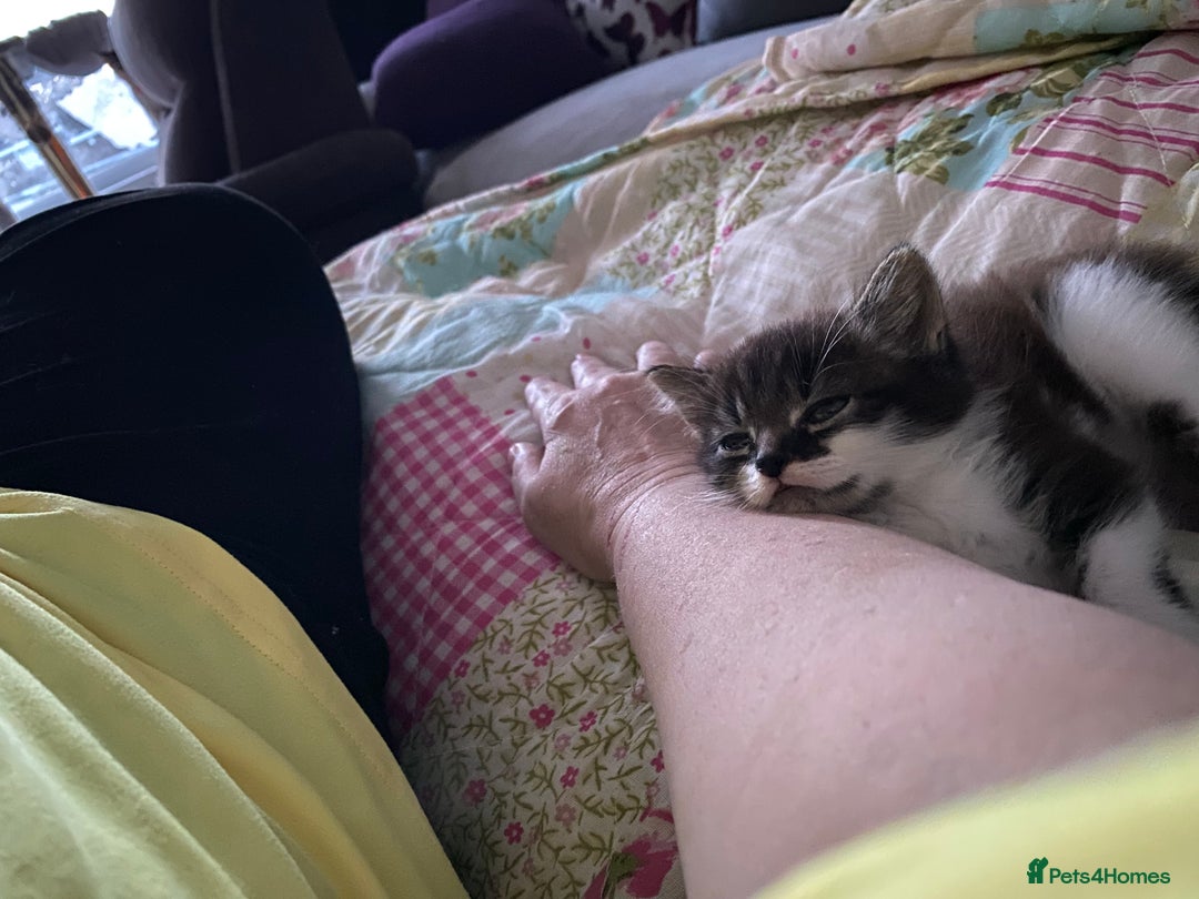 Domestic Shorthair cats for sale: Kitten  - Image 2