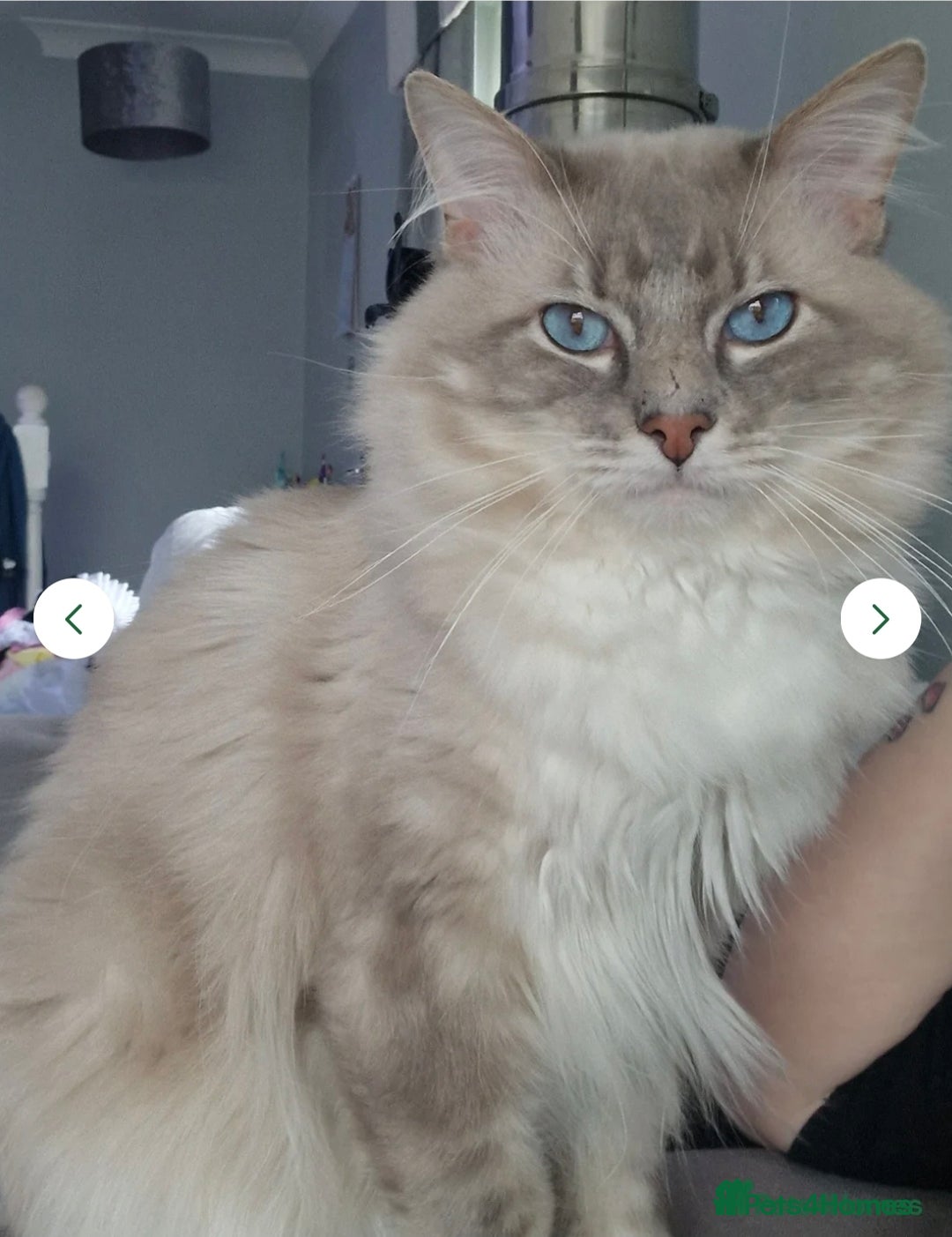 Ragdoll cats for sale: Ragdoll kittens - Image 3