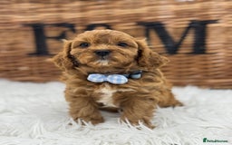 Cavapoo dogs for sale: Toy F1 Red cavapoos exstensively health tested ! - Image 12