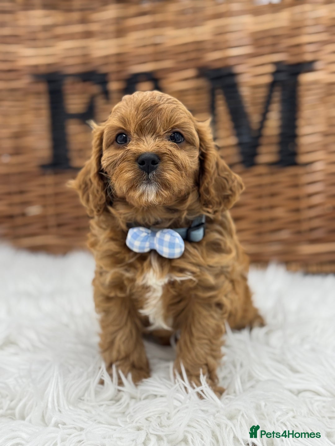 Cavapoo dogs for sale: Toy F1 Red cavapoos exstensively health tested ! - Image 12