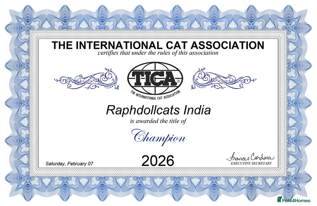 Ragdoll cats for sale: Champion Ragdoll Girl India SHOW-BREED - Advert 3