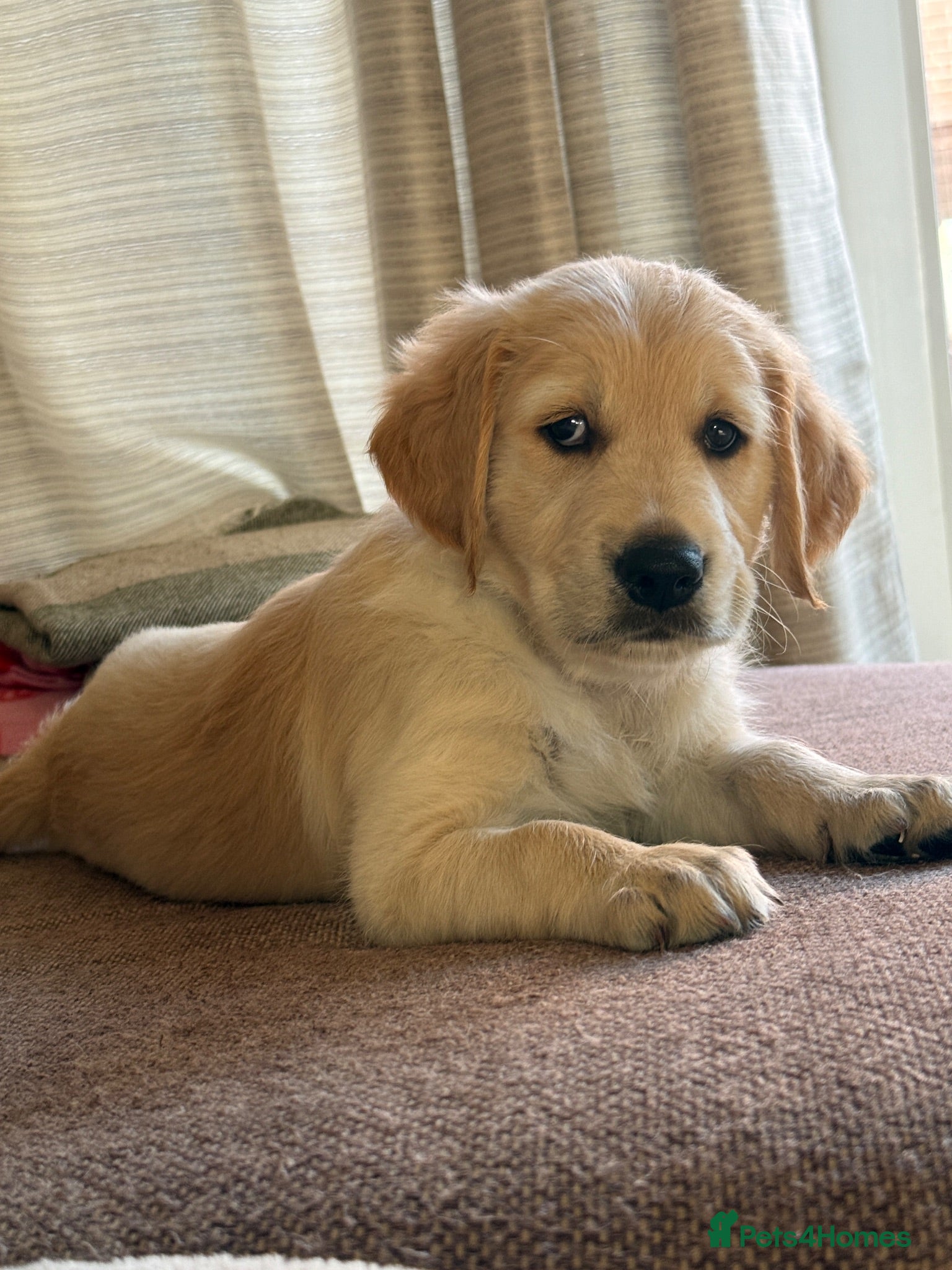 Golden Retriever dogs KC reg. golden retriever pups  - Advert 2