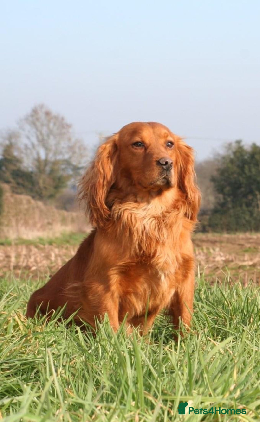 Cocker Spaniel dogs DARK RED KC HEALTH TESTED WORKING COCKER STUD in Market Drayton - Advert 23