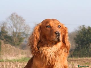 Cocker Spaniel dogs DARK RED KC HEALTH TESTED WORKING COCKER STUD in Market Drayton - Advert 4