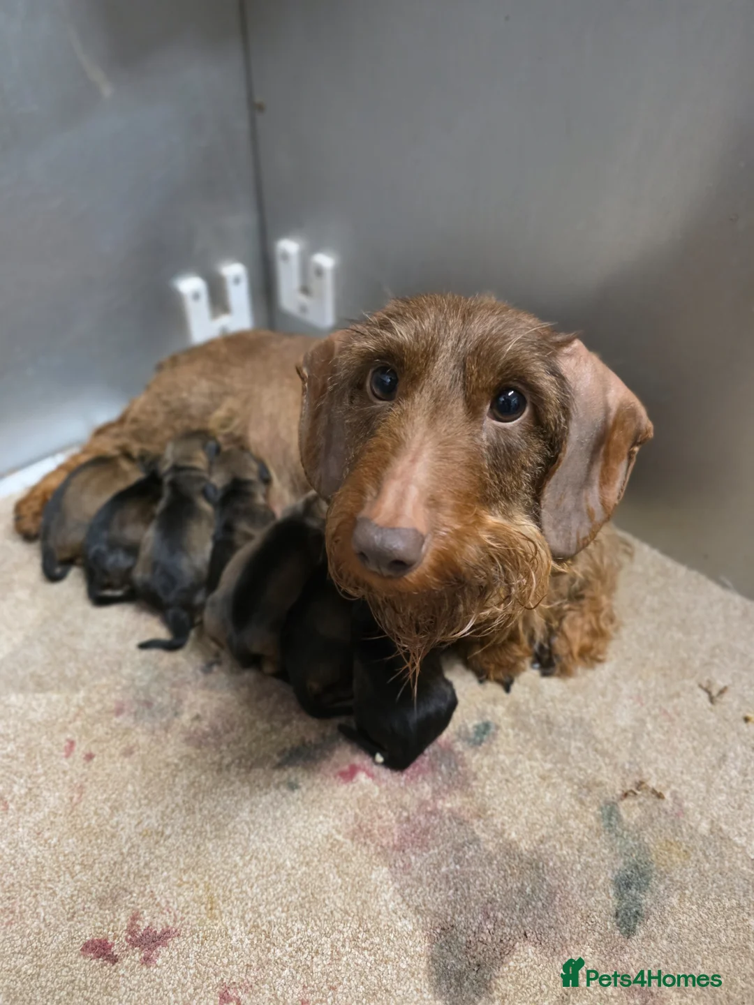Dachshund dogs for sale: KC Reg Standard Wire-haired Dachshund Puppies - Advert 11