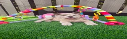 Chow Chow dogs for sale: Stunning Exotic colour chowski puppies for sale - Advert 13