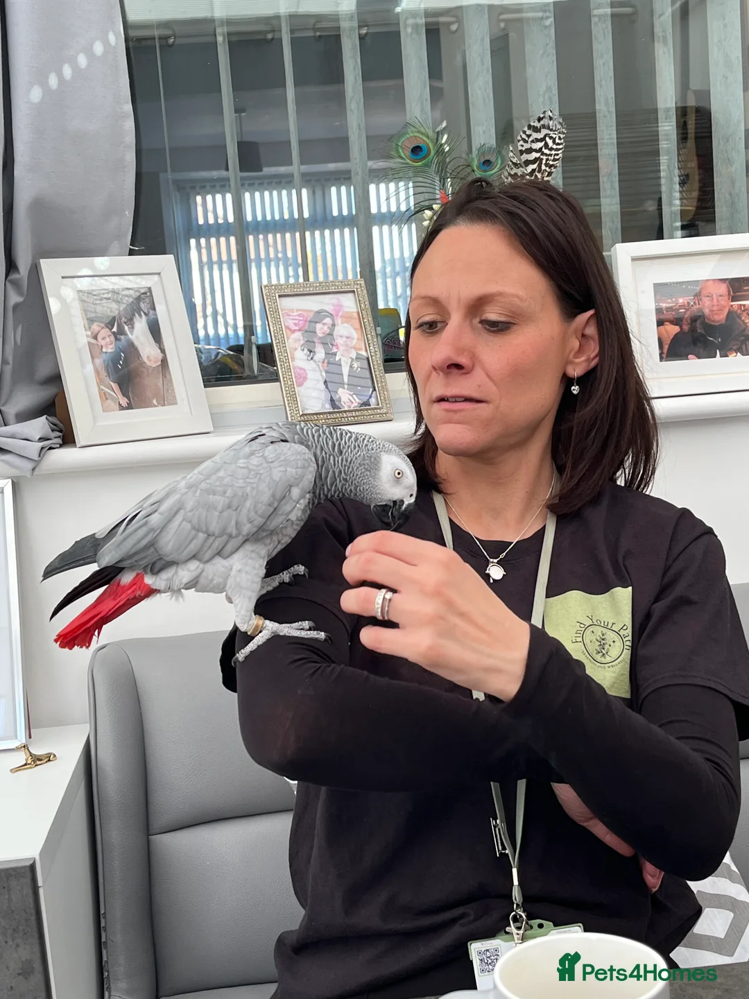 Parrots birds for sale: Extremely sad sale of our much loved Coco - Advert 9