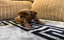 Cavapoo dogs for sale: 🐶 Beautiful Red Cavapoo Puppies – Ready November  - Image 23