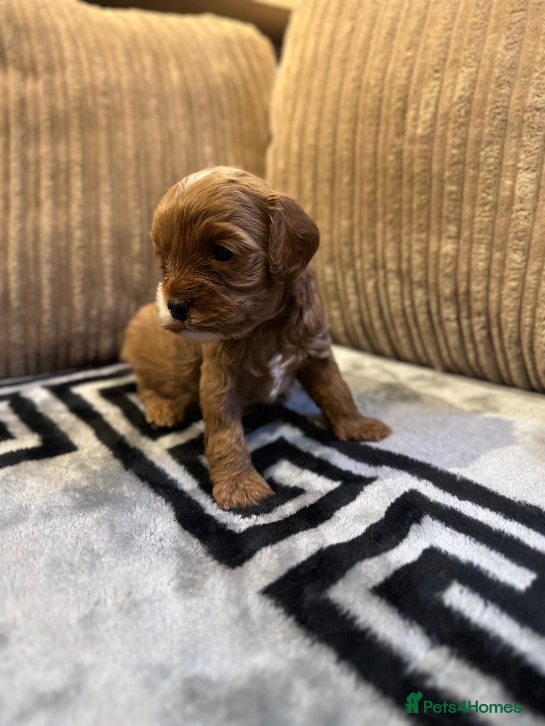 Cavapoo dogs for sale: 🐶 Beautiful Red Cavapoo Puppies – Ready November  - Image 23