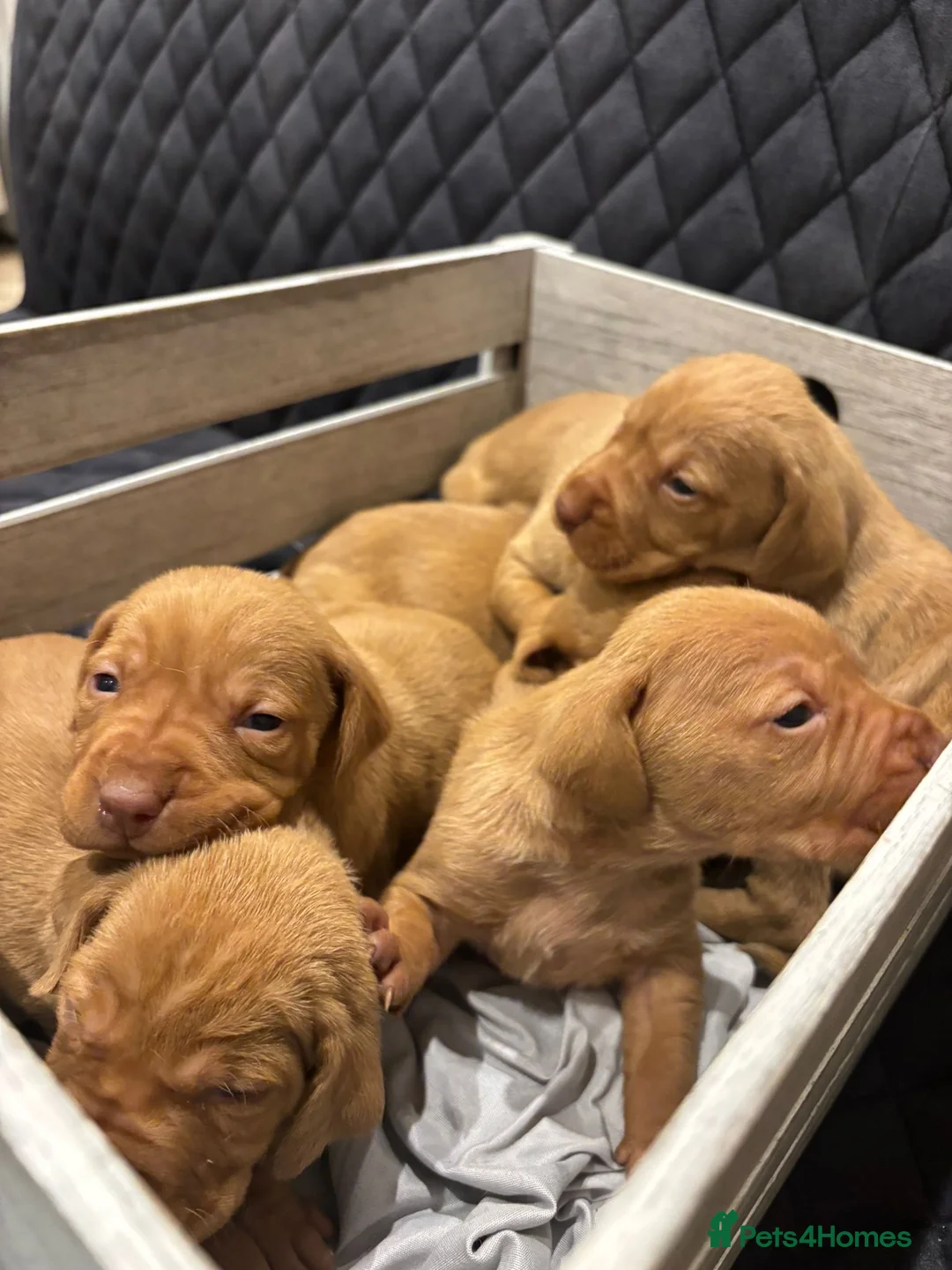Hungarian Vizsla dogs for sale: Hungarian Vizsla KC Puppies excellent Pedigree - Advert 8