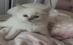 Ragdoll cats for sale: GCCF registere ragdoll kittens ready now 🐱 😍 in Berkhamsted - Image 12