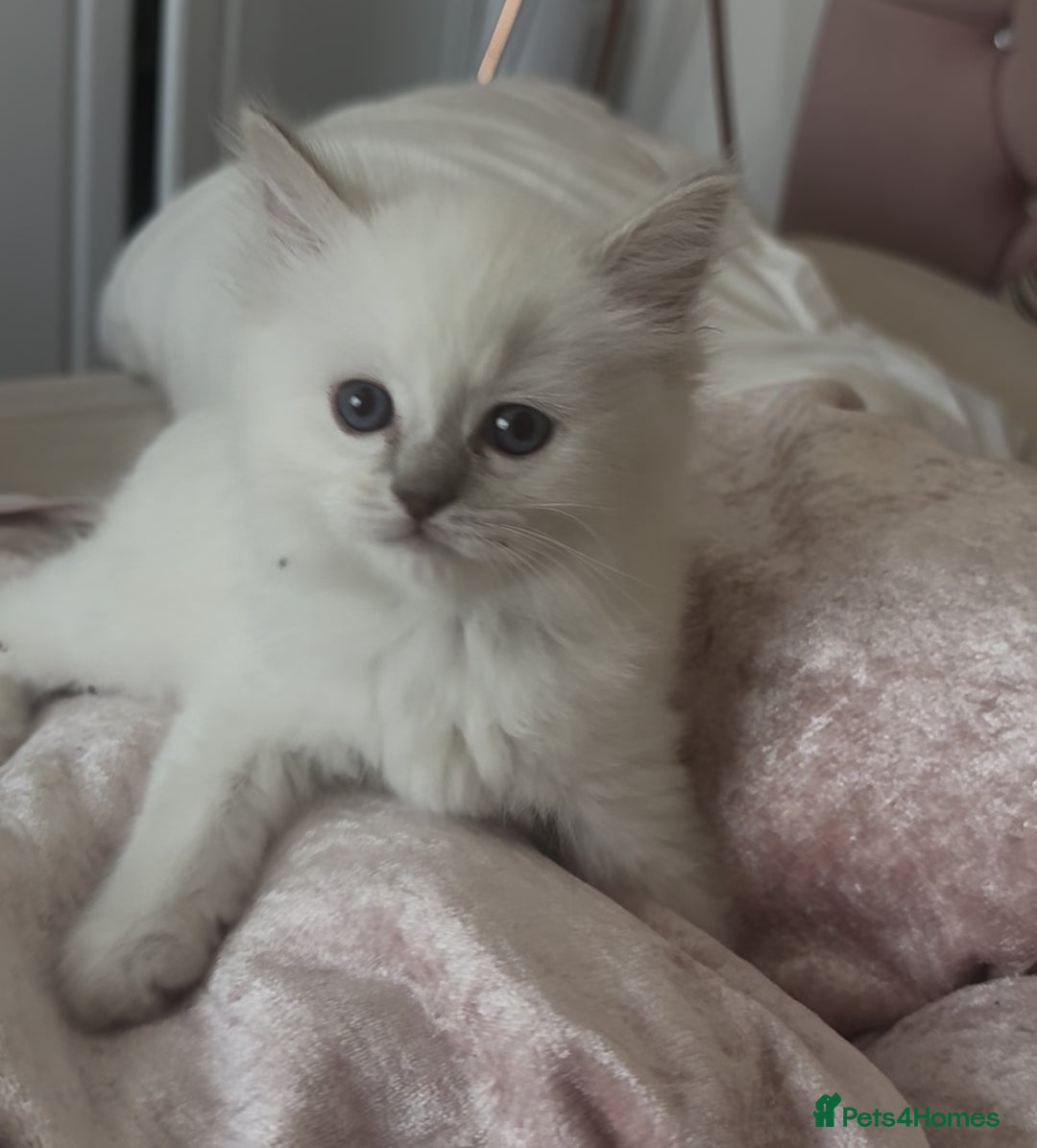 Ragdoll cats for sale: GCCF registere ragdoll kittens ready now 🐱 😍 in Berkhamsted - Image 12