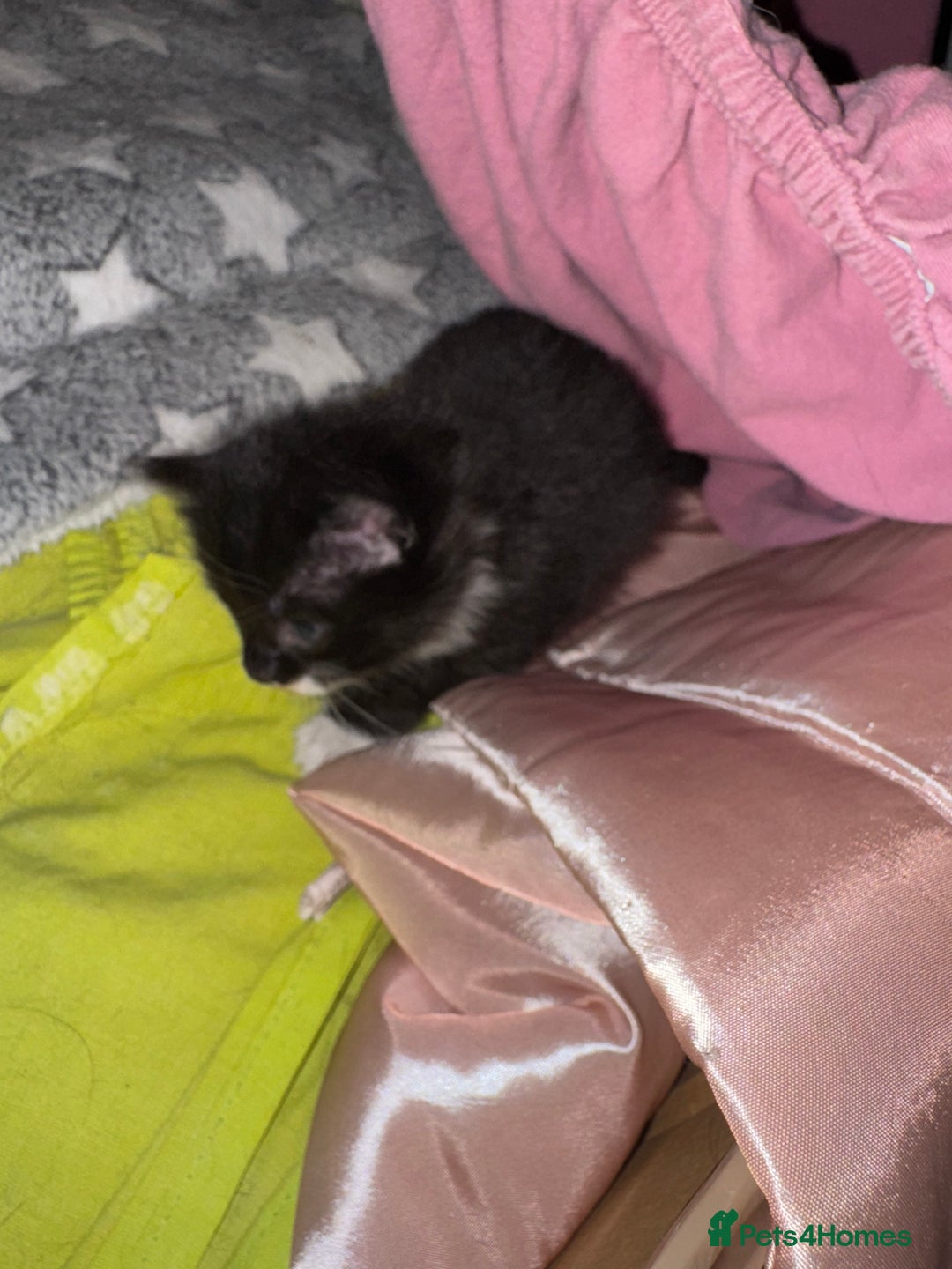 Domestic Shorthair cats for sale: 3 lovely black and white kittens - Image 4