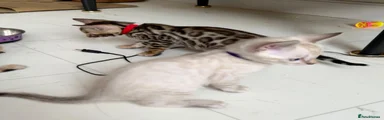 Bengal 5 (SOLD)