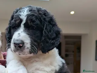 Bernedoodle dogs Last Beautiful F2 Bernedoodle Pup Available - Advert 3