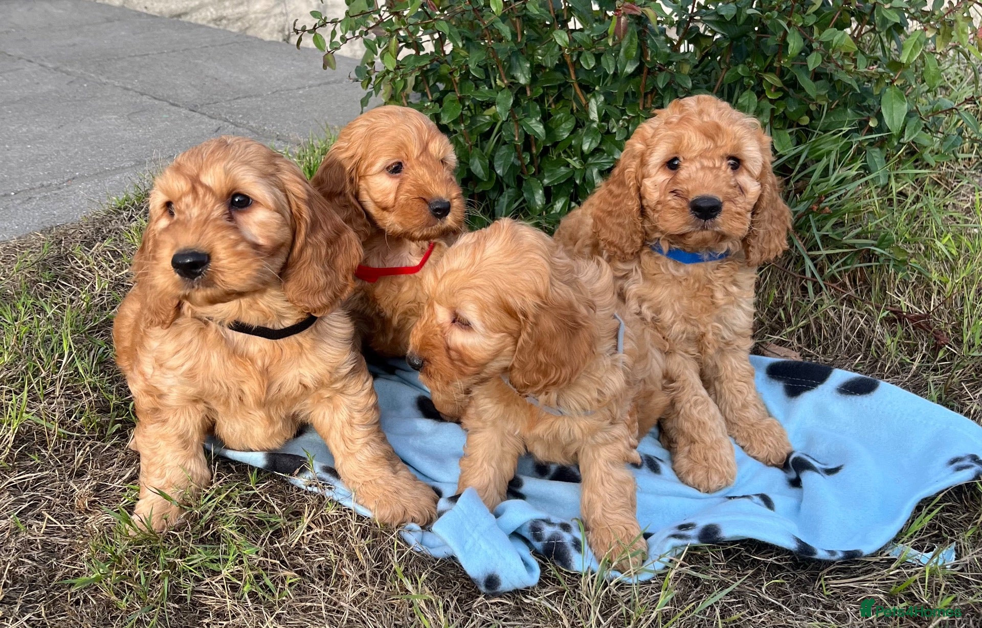 Cockapoo dogs Cockapoo puppies  - Advert 1