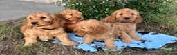 Cockapoo dogs for sale: Cockapoo puppies  - Advert 1