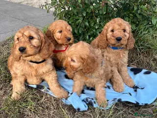 Cockapoo dogs Cockapoo puppies - Advert 2