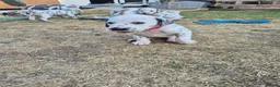 Dalmatian dogs for sale: Litter of pure Dalmatian puppies - Advert 18