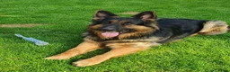 German Shepherd dogs for sale: 🐾Ready to leave Kc reg German shepherd puppies🐾 - Advert 23