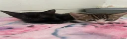 Mixed Breed cats for sale: 4 beautiful playful kittens for sale  - Advert 15