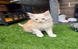Maine Coon cats for sale:  maincoons  - Image 8