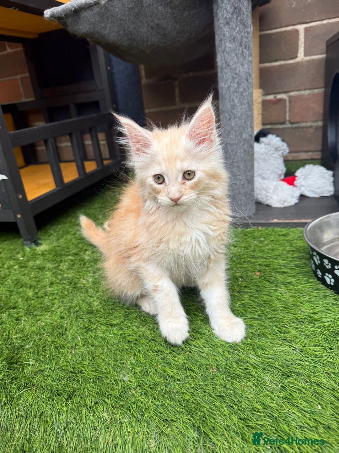 Maine Coon cats for sale:  maincoons  - Image 8