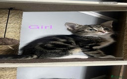 Bengal cats for sale: Kittens for sale - Image 8
