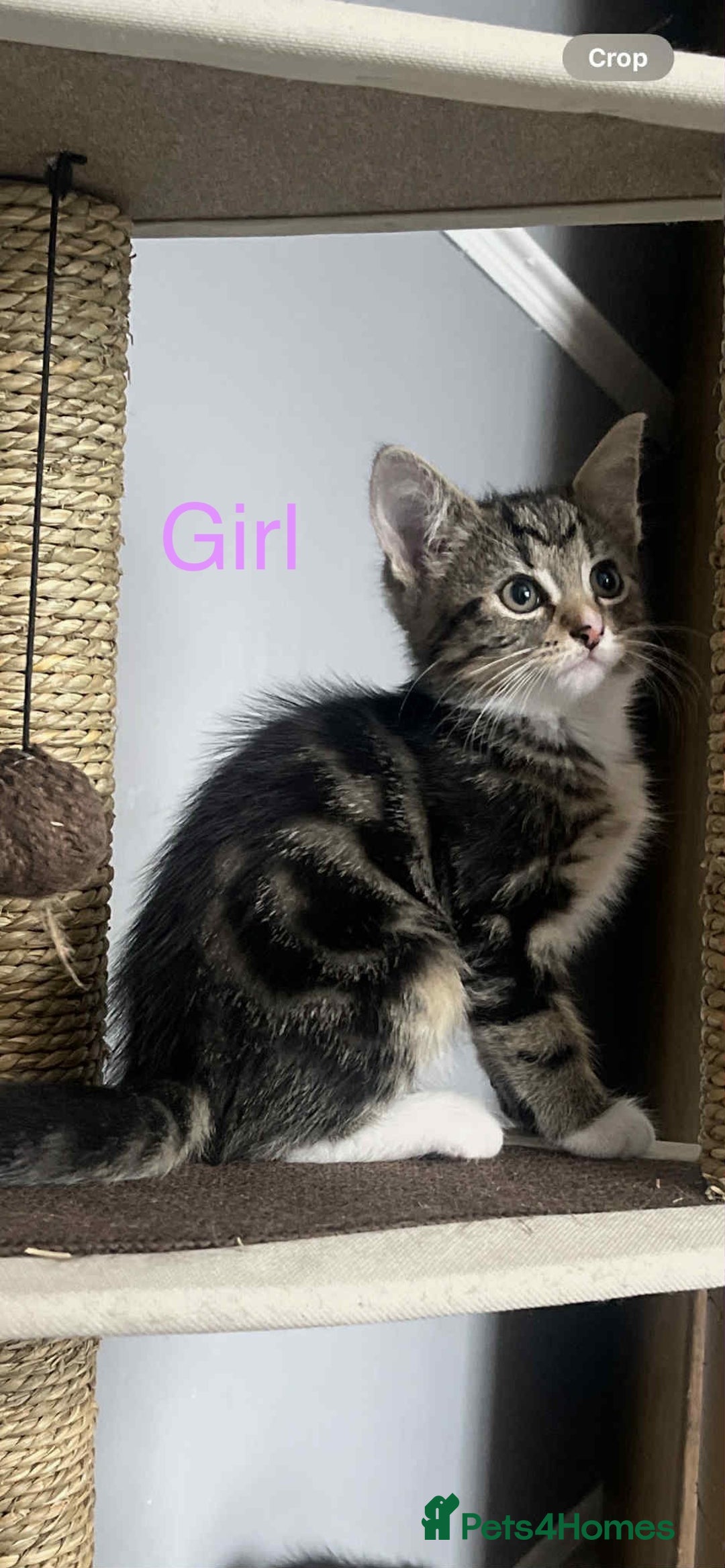 Bengal cats for sale: Kittens for sale - Image 8