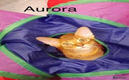 Abyssinian cats for sale: Abyssinian kittens looking for their new home - Image 10