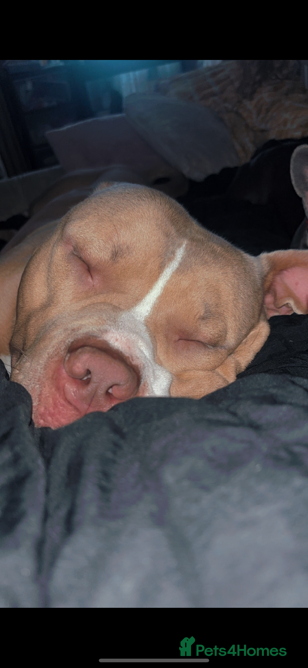 American Bulldog dogs for sale: 3 year old gorgeous male American bulldog  - Image 5