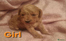 Cockapoo dogs for sale: Cockapoo  - Image 3