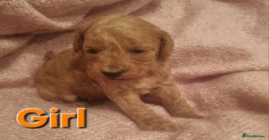 Cockapoo dogs - Advert 10