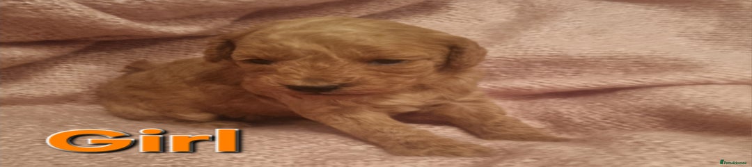 Cockapoo Puppy 3