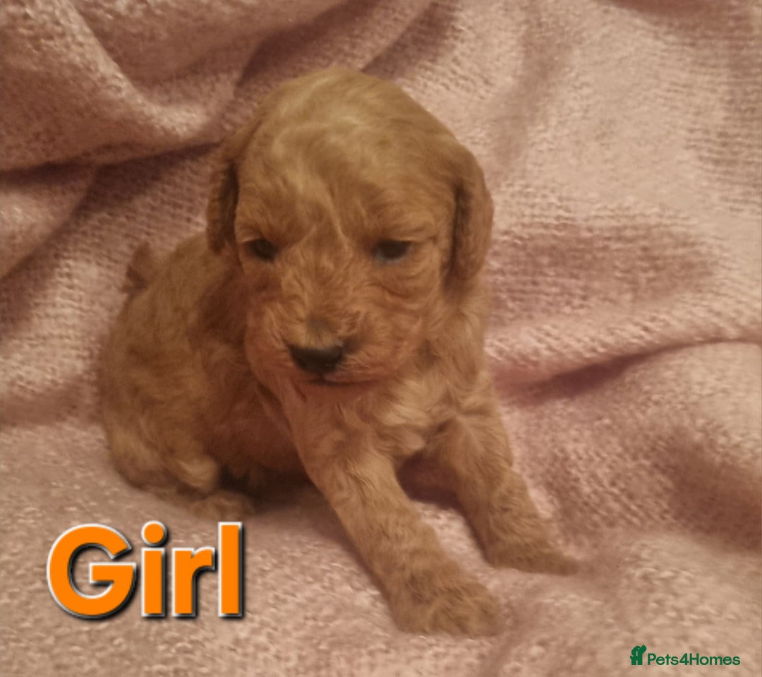 Cockapoo dogs for sale: Cockapoo  - Image 3