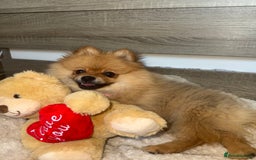 Pomeranian dogs for sale: Pomeranian - Image 2
