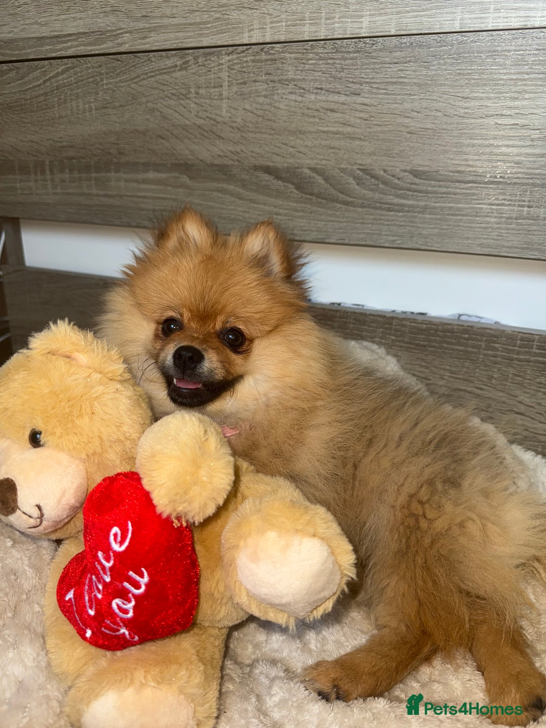 Pomeranian dogs for sale: Pomeranian - Image 2