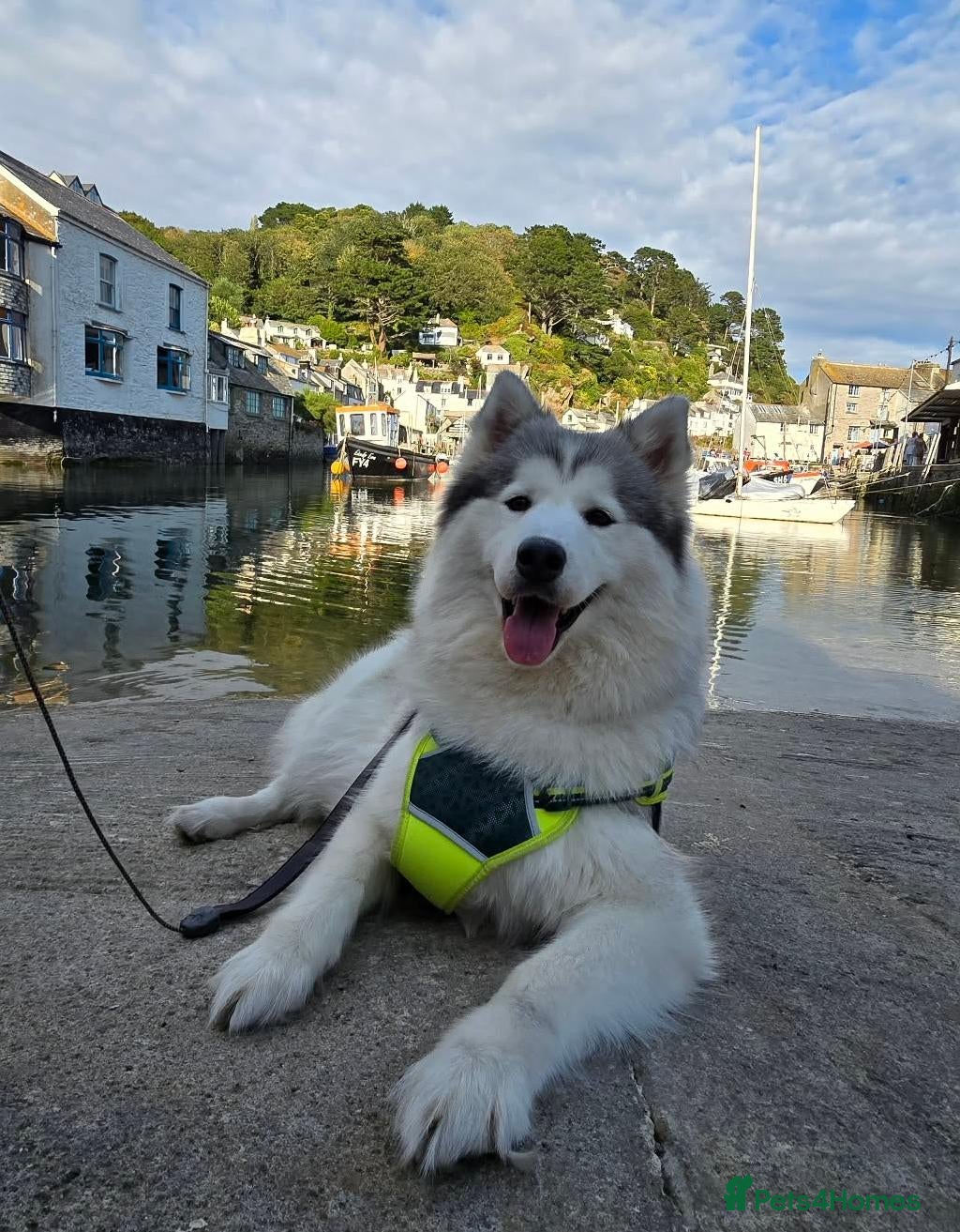 Siberian Husky dogs 7 Beautiful Siberian Husky puppies (5 available) - Advert 1
