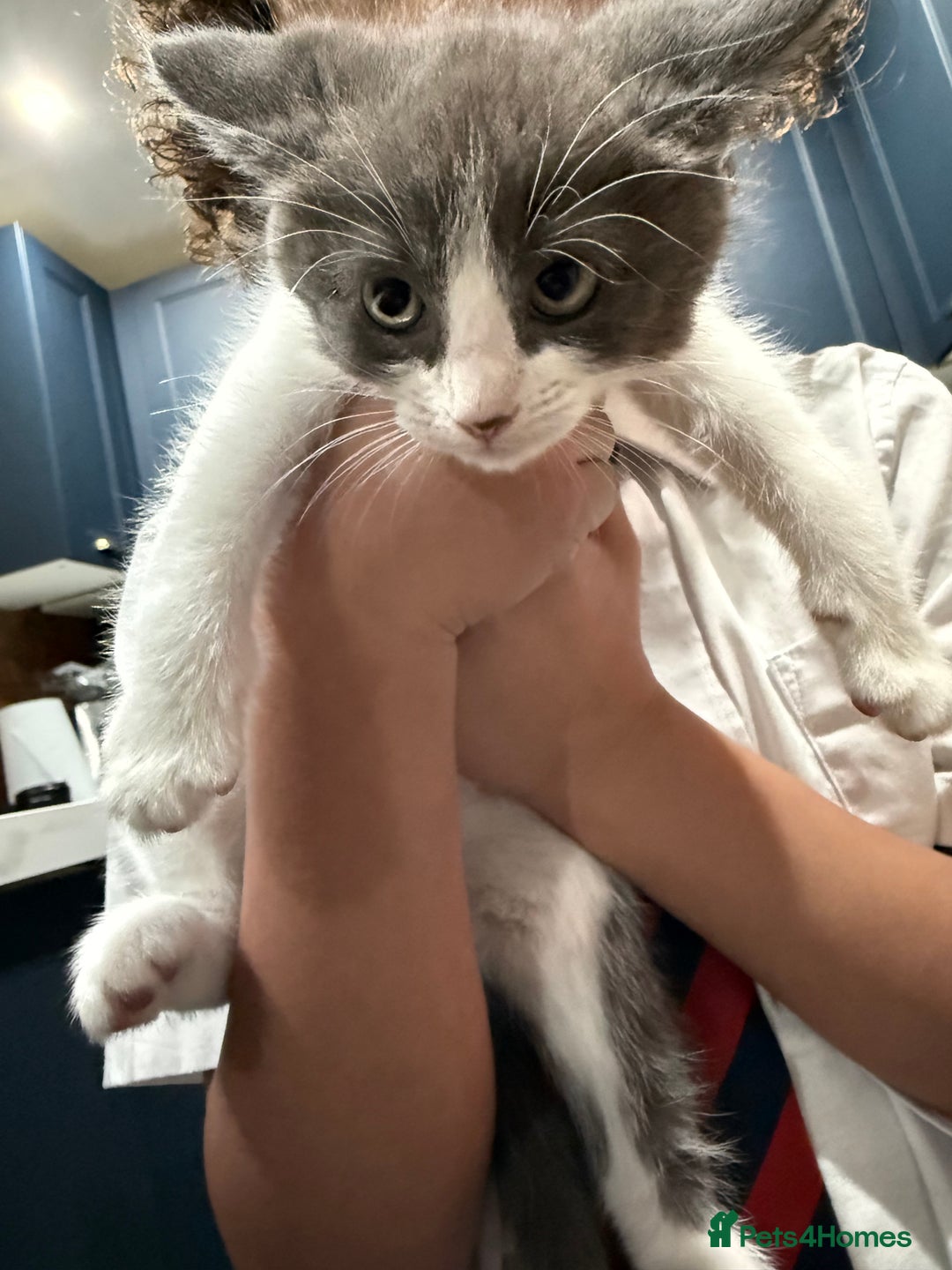 Ragdoll cats for sale: Ragdoll x for sale  - Advert 5