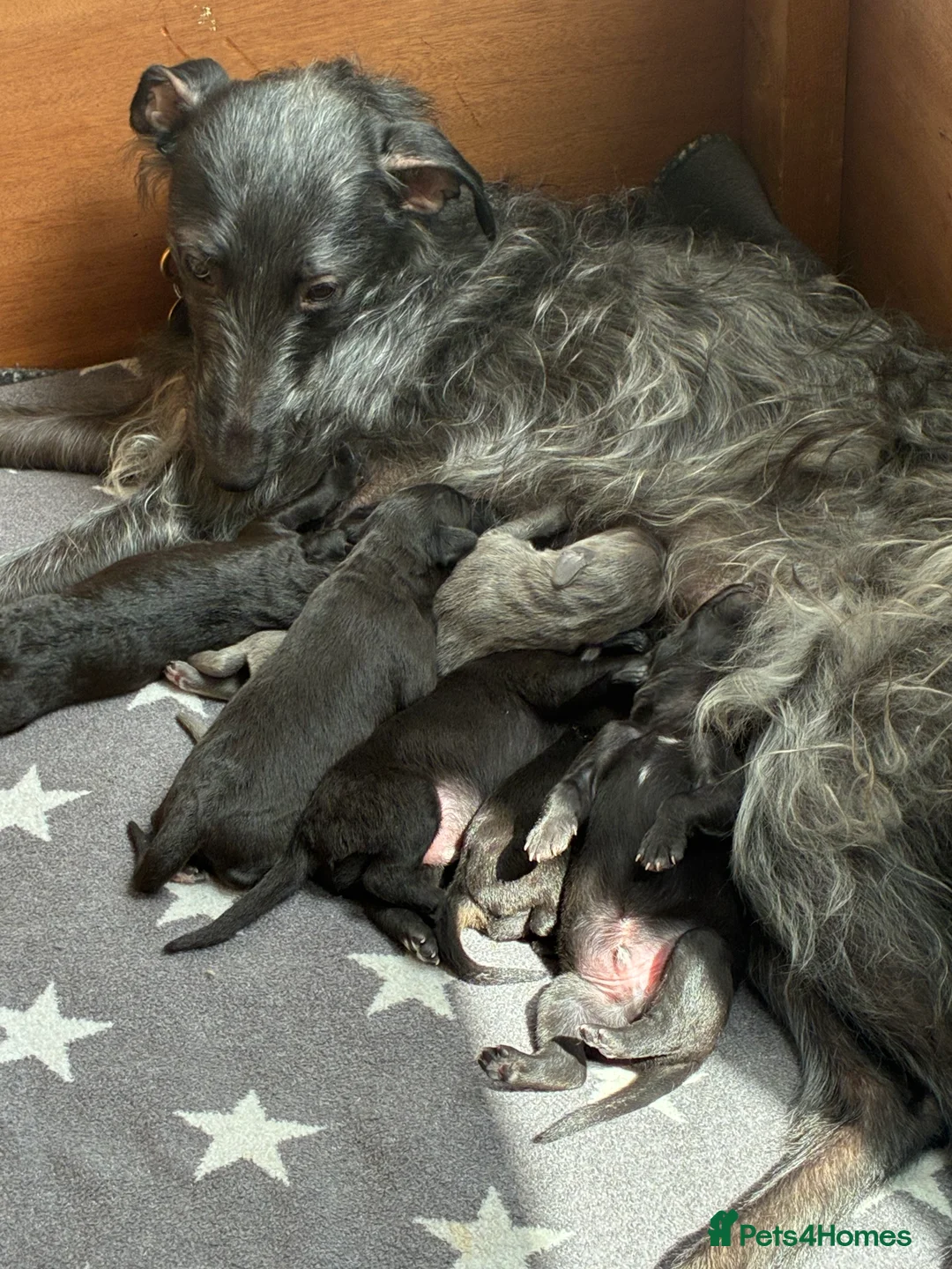 Bedlington Terrier dogs for stud: Bedlington Terrier Stud - Liver - AGE 6 - CT CLEAR in Darlington - Advert 18