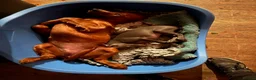 Irish Setter dogs for sale: Quality IRISH SETTER Puppies - Advert 39