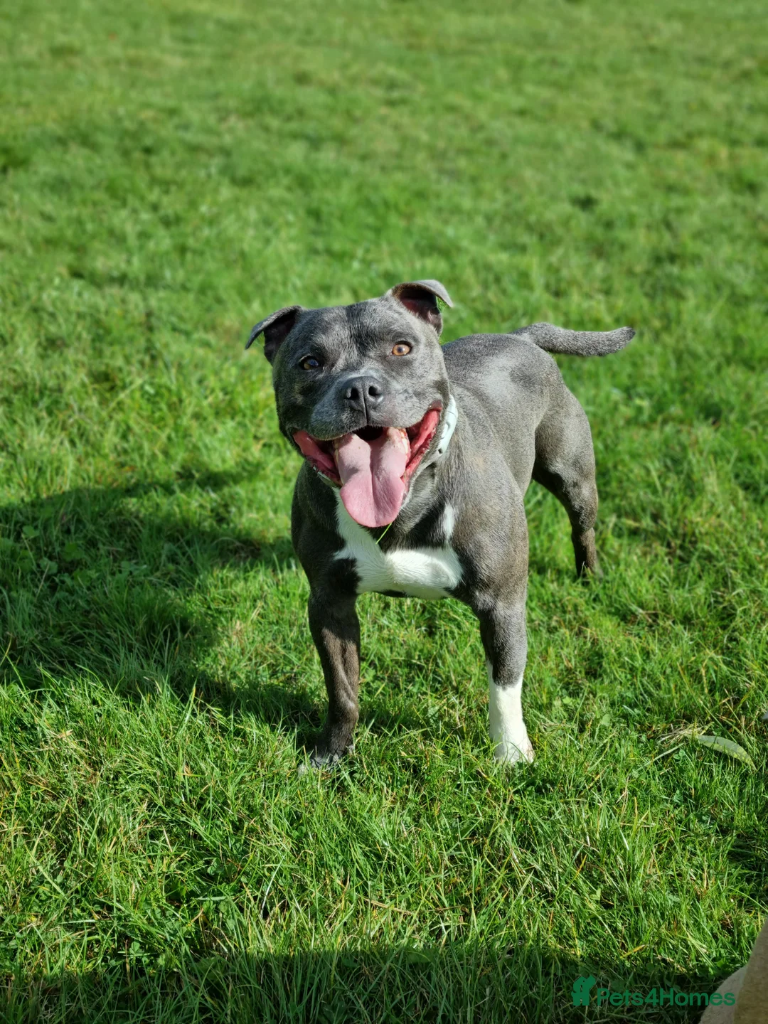 Staffordshire Bull Terrier dogs for stud: Proven Staffordshire Bull Terrier for stud in Farnborough - Advert 4